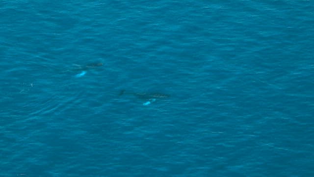 whales swimming in the ocean
