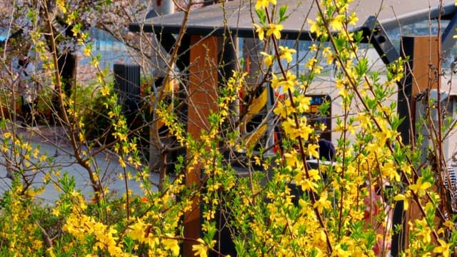 Yellow forsythia blooming in a garden