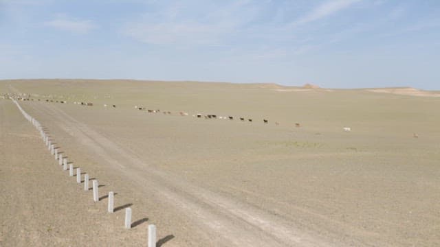 Herd of Goats Crossing the Vast Desert Plains