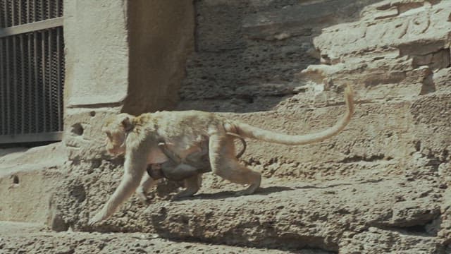 Monkeys Climbing the Ancient Stone Ruins