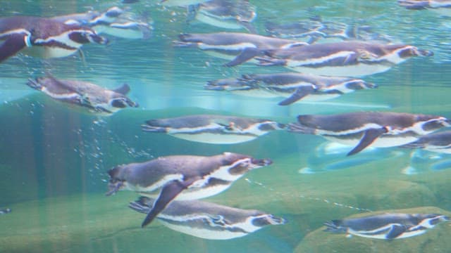 Penguins swimming in an aquarium