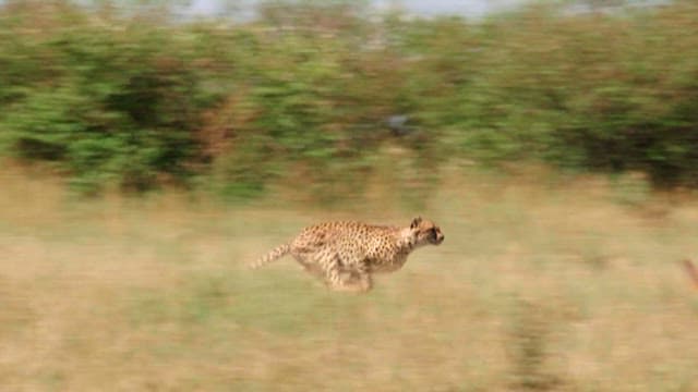 Cheetahs Hunting in Savannah