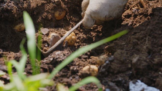 Harvesting Potatoes in a Rural Farm
