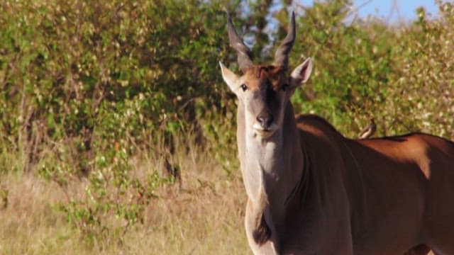 Antelopes and zebras grazing in savannah