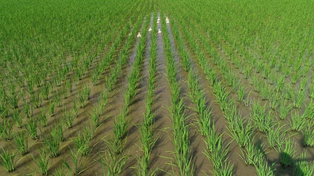 Ducks Wading through a Lush Rice Paddy