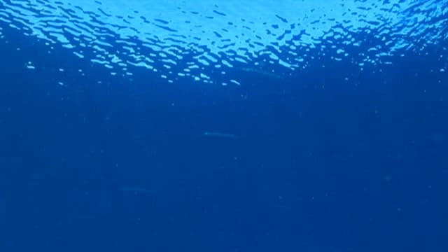 Silver fish swimming in the sea