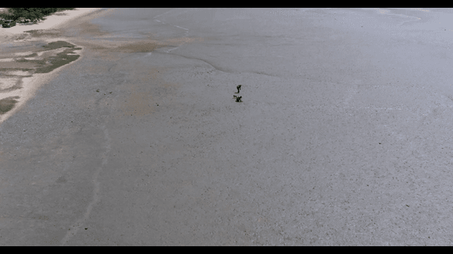 People Collecting Clams in a Wide Mudflat