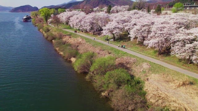 Cherry blossoms along a riverside path