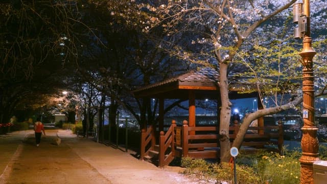 Night walk under cherry blossoms