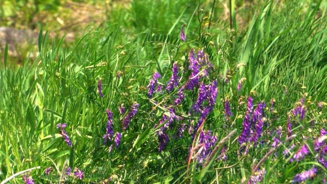 Beautiful green grass with purple flowers