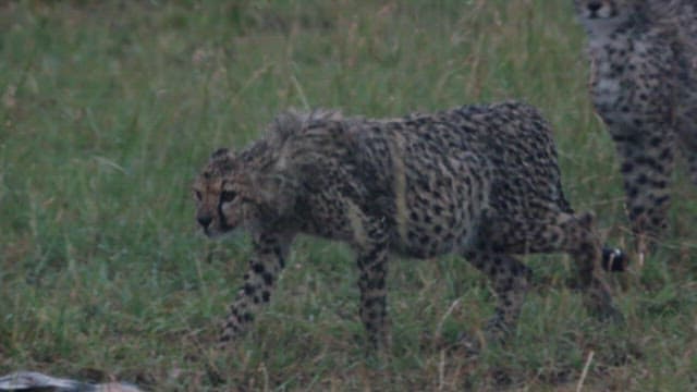 Cheetahs Encountering Prey in the Grassland
