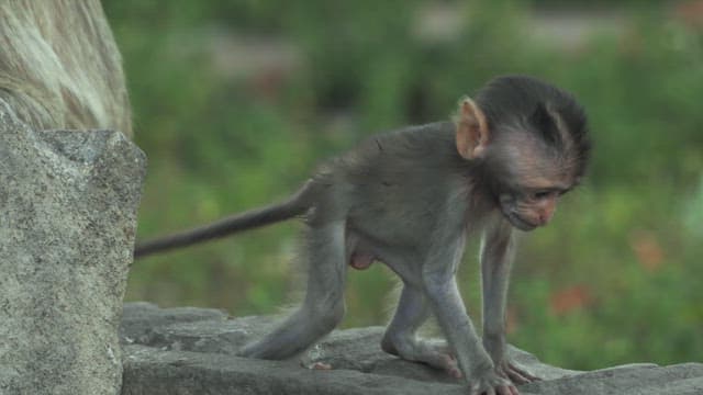 Baby Monkey Walking on a Rock
