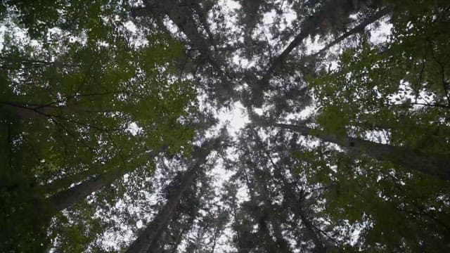 Sunlight Filtering through an Forest