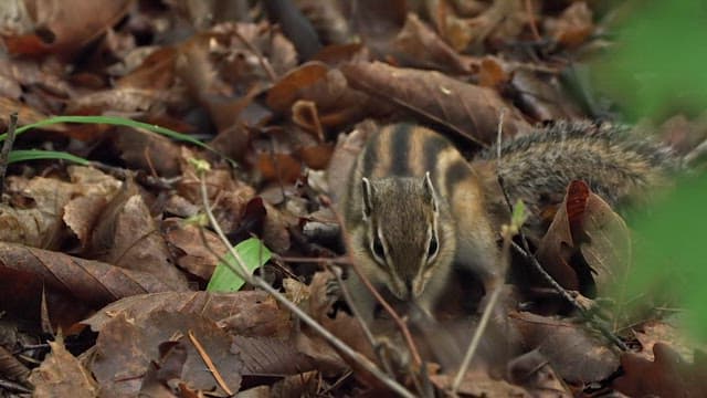 Squirrel Foraging Among Autumn Leaves