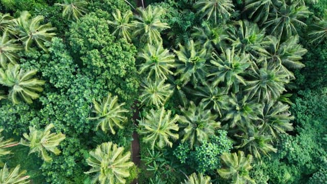 Dense tropical forest with lush greenery
