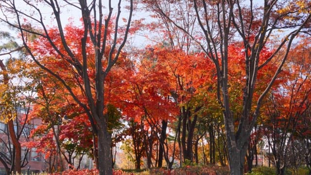 Autumn trees with vibrant red leaves