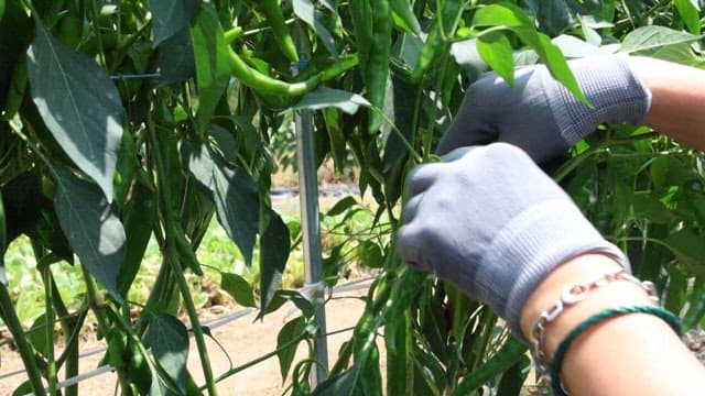 Picking fresh peppers in the field on a sunny day