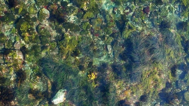 Clear sea with rocks and algae