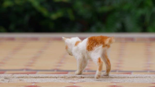Cats Sharing Food Outdoors