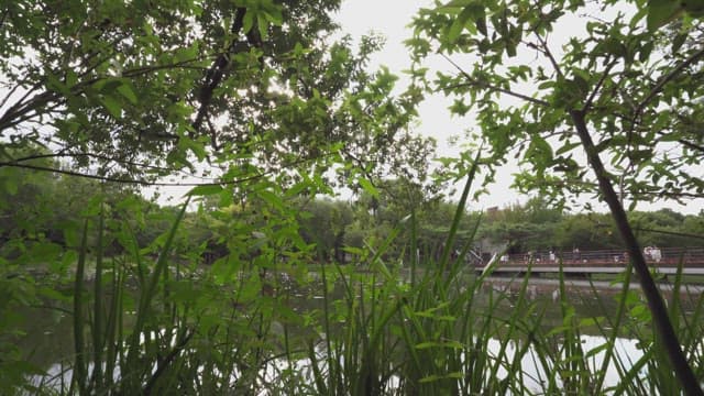 Peaceful lake surrounded by greenery