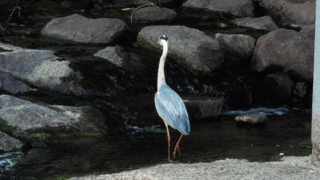 Heron standing and walking along stream rocks