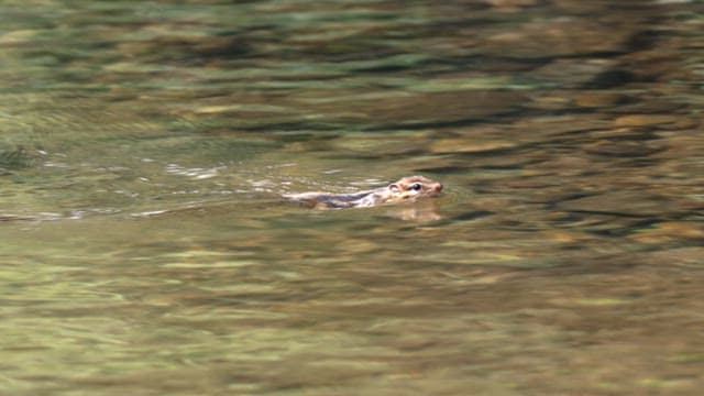 Chipmunk swimming in a clear stream in the forest
