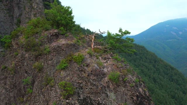 Serene Mountain View with Lush Foliage