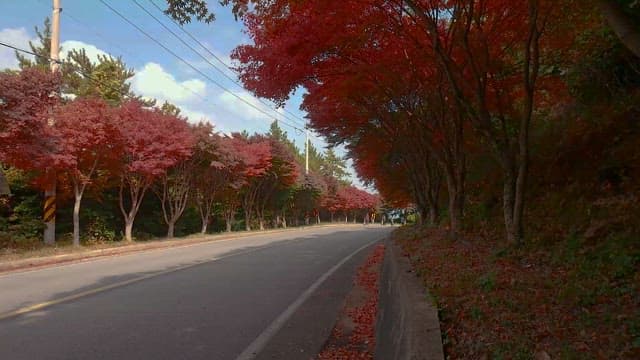 Autumn foliage along a peaceful road
