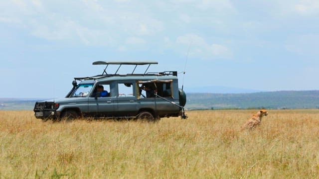 Safari vehicle observing a cheetah in the savanna