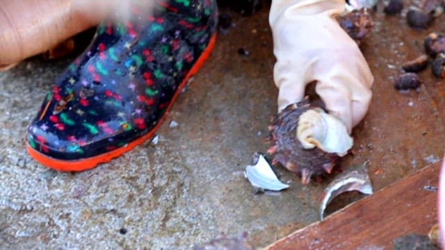 Preparing Conch Outdoors