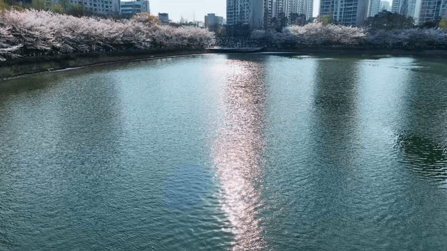 Cherry Blossoms on the Lakeside Glittering in the Sunlight