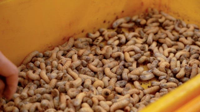 Hand holding larvas in a yellow container