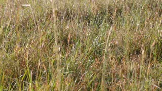 Hyena Eating Prey in Savannah Field