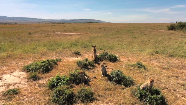 Cheetahs Observing in the Grassland