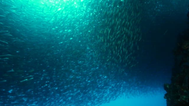 Underwater View of a School of Fish