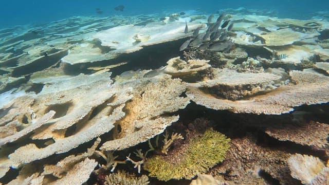 Underwater scene with coral and fish