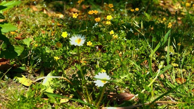 Wild flowers blooming in a sunlit green field