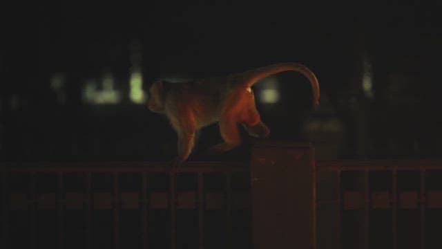 Monkey Walking on Railing at Night