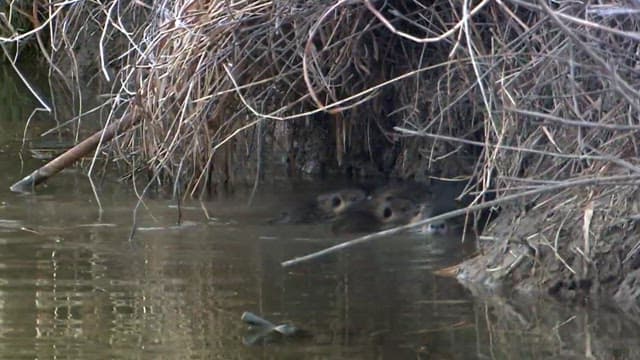 Group of nutria swimming near a riverbank with dry grass