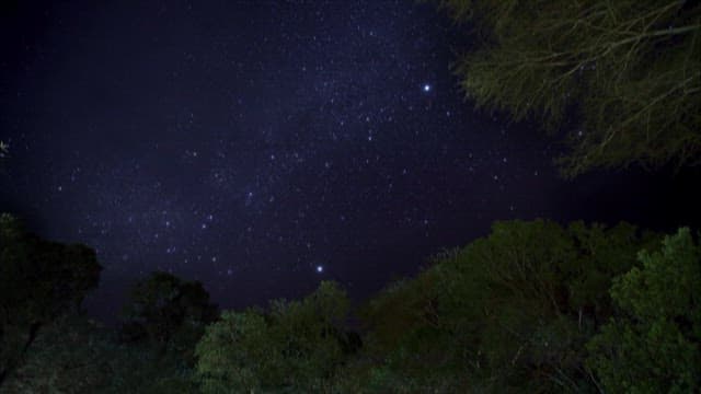 Starry Night Sky Over Dense Forest