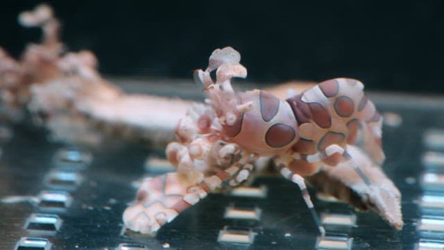 Colorful harlequin shrimp in the aquarium