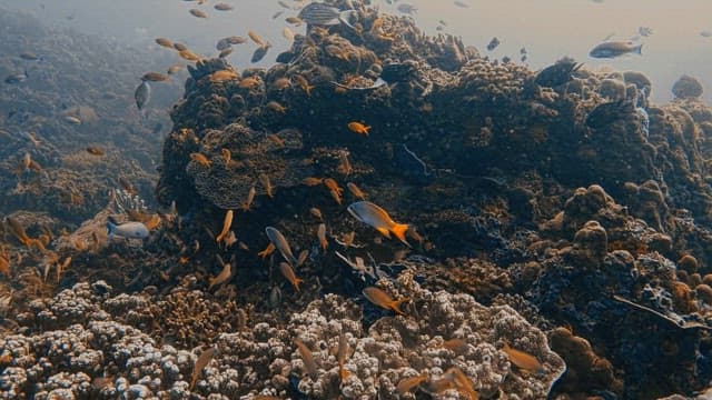 Fishs and Coral the Diversity of the Underwater Ecosystem