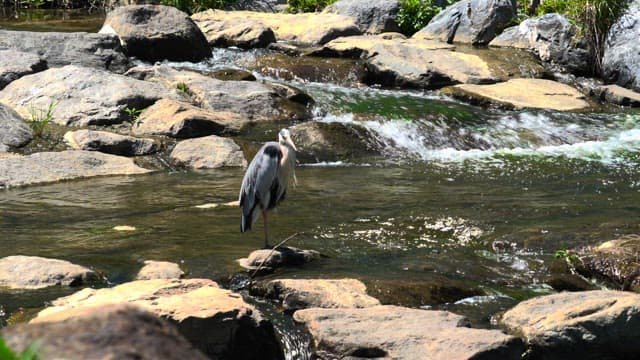Heron standing on rocks by a flowing river