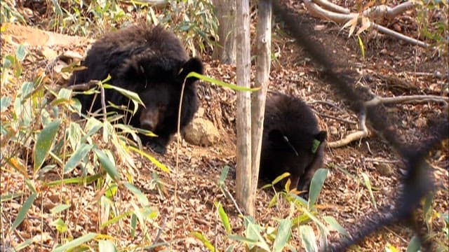 Bears roaming through a forested area