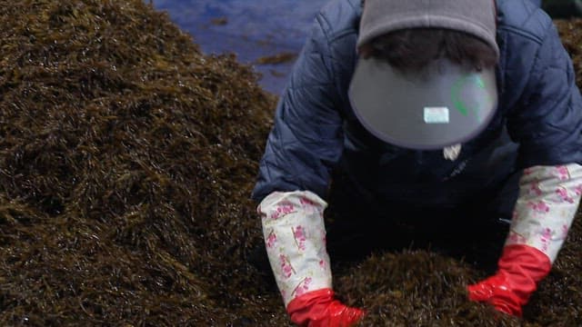 Sorting hijikia indoors with gloved hands