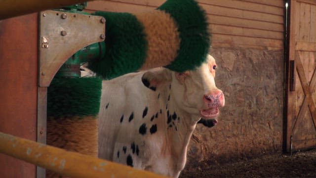 Dairy cows enjoying a massage with a hair roller in the barn