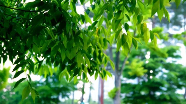 Lush green leaves of trees swaying in the wind