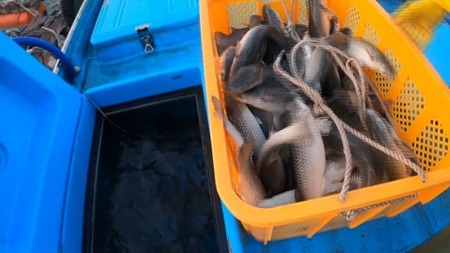 Caught fish being moved from a basket