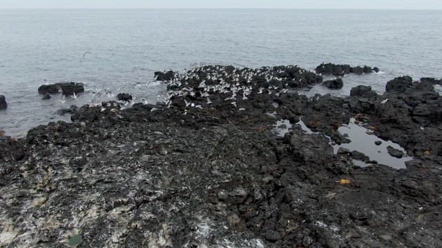 Seagulls flying over rocky coastline