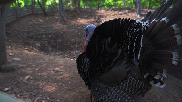 Two turkeys in an outdoor pen surrounded by a wooden fence
